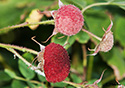 Rubus parviflorus